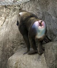 baboon