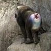 baboon