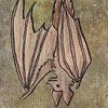 bat
