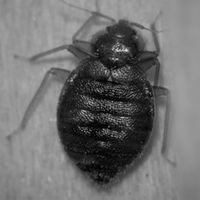 A bedbug