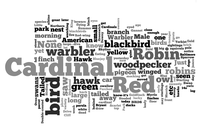 A Wordle image of the birds submitted to the WNYC and New York Times crowdsourced bird-watching map.