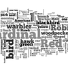 A Wordle image of the birds submitted to the WNYC and New York Times crowdsourced bird-watching map.