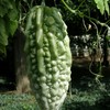 Bitter Melon from Hook Mountain Growers