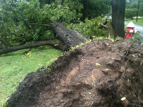 A massive Black Walnut came down along East Main Street in Brookside, NJ all but sparing Pat Hettling's house.
