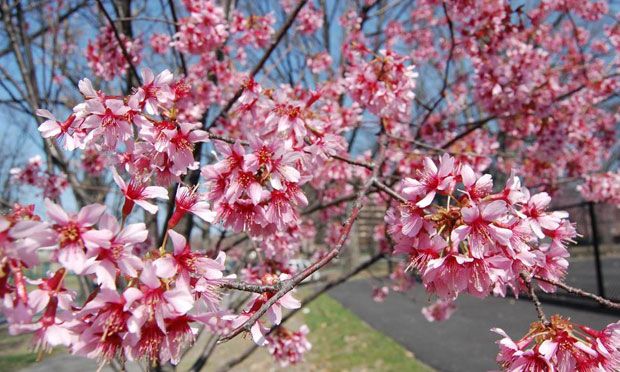 Pink Blossom Trees