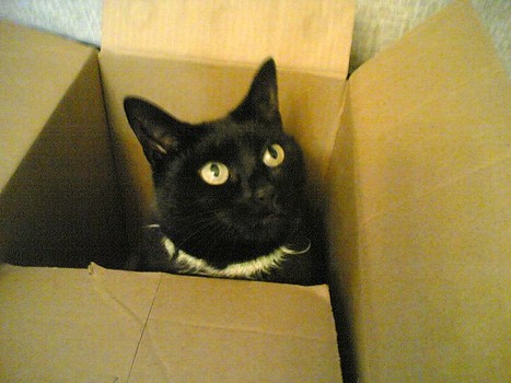 Cat in a box
