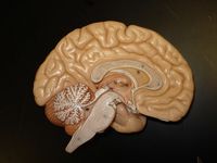 Brain Model