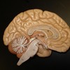 Brain Model