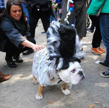 Toby placed 12th in the first round of awards for his Bride of Frankenstein wig and ghoulish get-up.