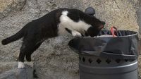cat in garbage can