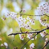 cherry blossoms