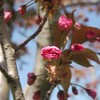 cherry10.jpg