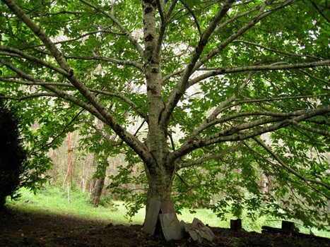 The chestnut tree outside Amy Chaplin's childhood home in Australia.