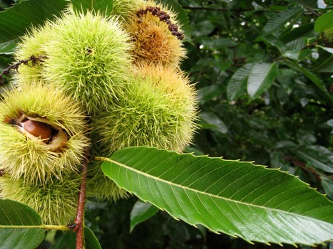 Fresh chestnuts on the tree.