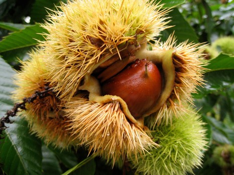 Fresh chestnuts have an outer skin that is surprisingly spiky and green.