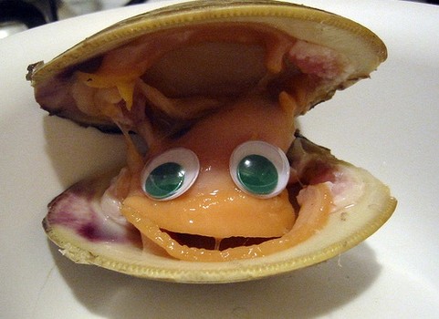 1st Runner Up - clam