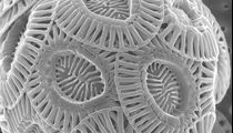 Emiliania huxleyi - single-celled marine phytoplankton that produce calcium carbonate scales (coccoliths). A scanning electron micrograph of a single coccolithophore cell.