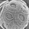 Emiliania huxleyi - single-celled marine phytoplankton that produce calcium carbonate scales (coccoliths). A scanning electron micrograph of a single coccolithophore cell.