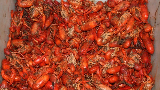 Louisiana seafood is back at Mara's Homemade.  The BP oil spill forced them to change the location of where they received 75 percent of seafood on their menu, like shrimp, crawfish and oysters.