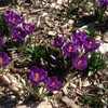 crocus, spring