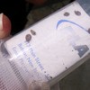 Dead bed bugs in a vial