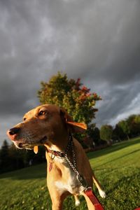 Ryder waiting for a storm to pass.