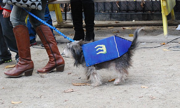 Dreidel Dog, in its simple blue and gold dreidel get-up, came in sixth in the third round of awards.