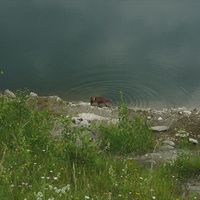 dog drinking from a pond