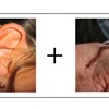 Ear plus worm