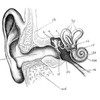Worm plus ear