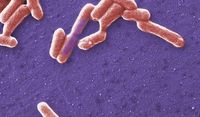 e coli