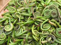 Fiddlehead ferns of the ostrich fern variety