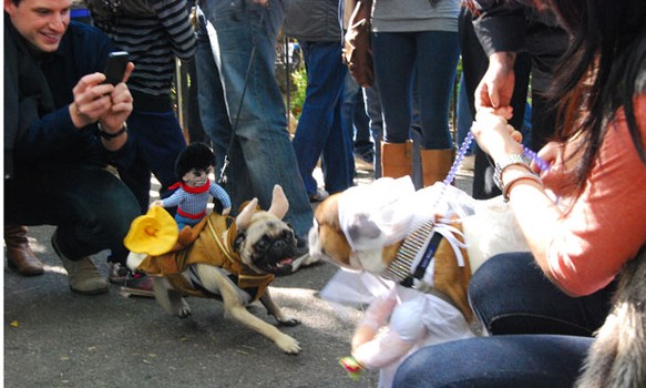 The parade had its share of dog spats, like this one outside the park between a pug dressed as a buckaroo and Tank, the runaway bride.