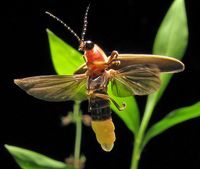 firefly