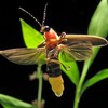 firefly