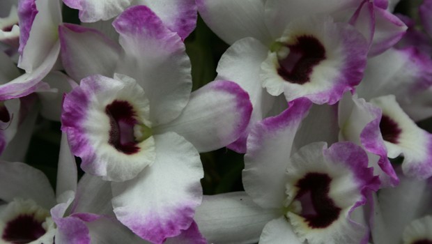 Dendrobium orchidaceae Love Memory 'Fizz' is part of the NYBL's latest orchid show. 
