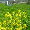 Staten Island's Freshkills Park