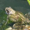 frog