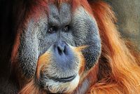 Orangutan