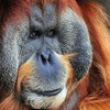 Orangutan