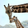 A baby Baringo female calf was born this month at the Bronx Zoo. She was roughly six 6 feet tall and over 100 pounds at birth, according to the Wildlife Conservation Society.