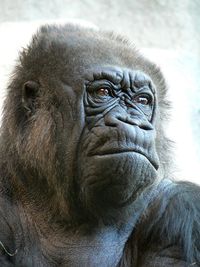 gorilla