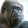 gorilla