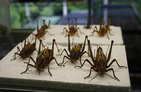 Unknown grasshoppers
