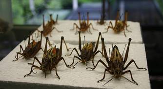 Unknown grasshoppers