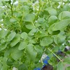 Green watercress by Two Guys From Woodbridge farm
