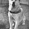 Studio 360 Blog, Hachiko