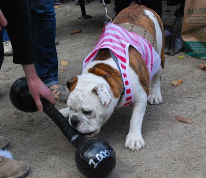 Hambone the Strongman -- who really dug this barbell -- got fifth place in the third round of awards behind Lady Gaga in Red.