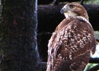 Broad-winged Hawk, New York Botanical Garden