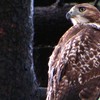 Broad-winged Hawk, New York Botanical Garden